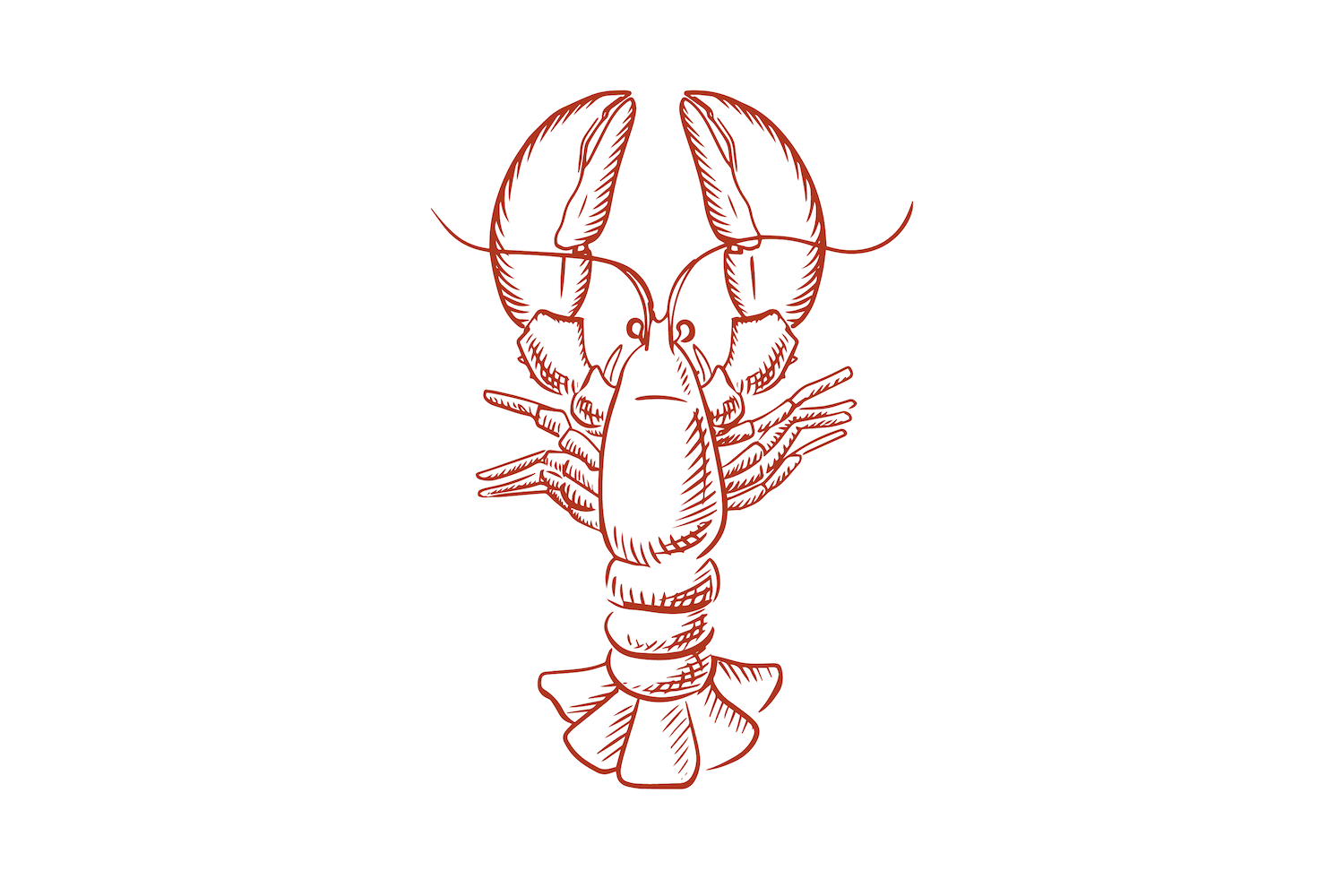 lobster sketch red